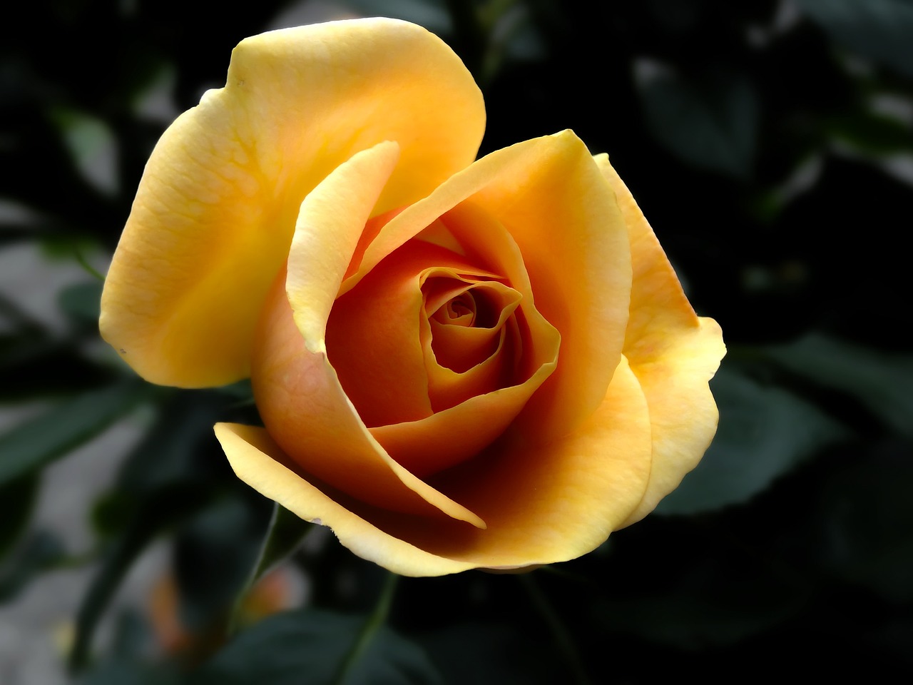 Best Flowers to Plant in Every Season